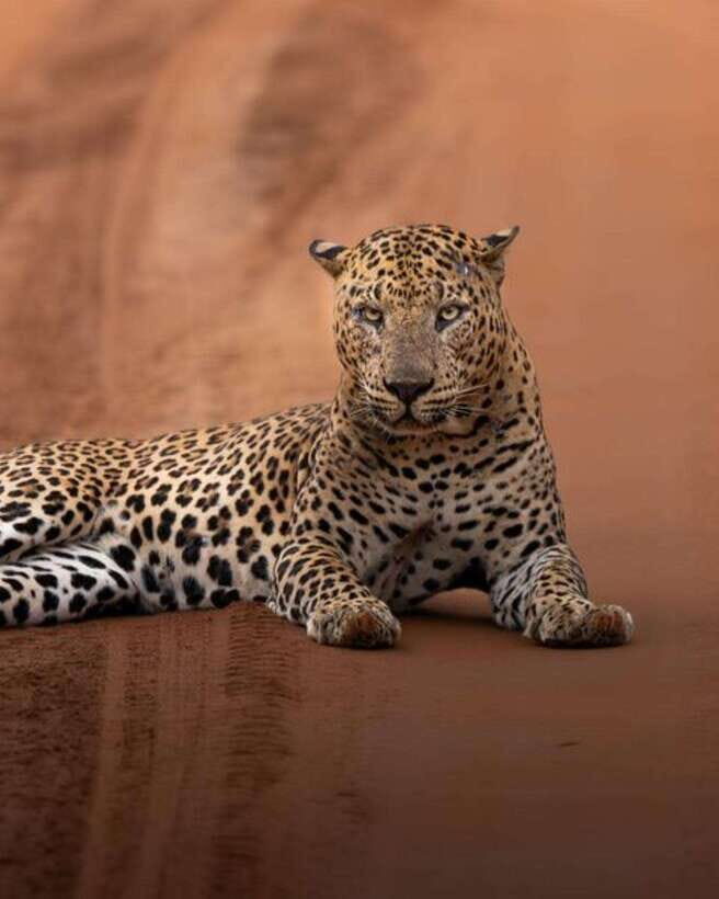 Wilpattu National park - All Inclusive Safari Day Tour - Exploring the Itinerary: What Makes This Tour Stand Out