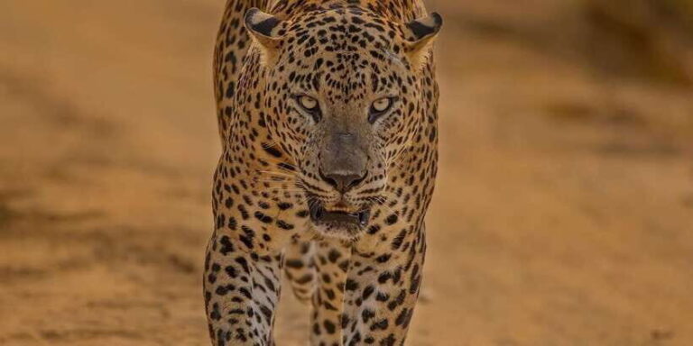 Wilpattu National park : Full day Safari (06:00am - 18:00pm) - The Itinerary: What to Expect From Dawn to Dusk