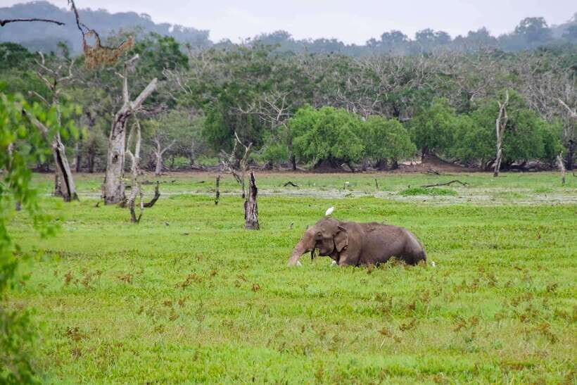 Wilpattu National Park Full Day Safari - Exploring Wilpattu: What You Can Expect