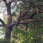 Wilpattu National park: Morning or Afternoon PRIVATE Safari - Who Should Consider This Tour?