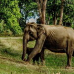 Wilpattu National Park: Morning or Afternoon Safari - The Value of the Experience