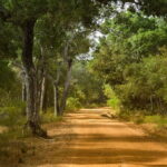 Wilpattu National Park Private Jeep Safari From Colombo & Negombo - Final Thoughts