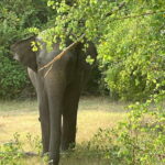 Wilpattu National Park: Private Safari - Exploring Wilpattu National Park: A Close-Up