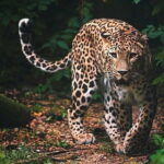 Wilpattu National Park | Private Safari - The Wilpattu Safari — An In-Depth Review