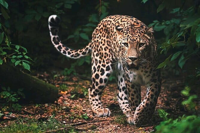 Wilpattu National Park | Private Safari - The Wilpattu Safari — An In-Depth Review