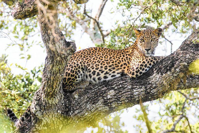 Wilpattu National Park Private Safari - Deep Dive into the Itinerary