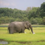 Wilpattu National Park Safari, Budget Tour from Colombo - Who Should Consider This Tour?