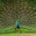 Wilpattu National Park Safari Guided by NATURALIST / RANGER - A Closer Look at the Wilpattu National Park Safari