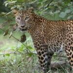 Wilpattu National Park Safari Jeep Tour - Authenticity and Review Insights