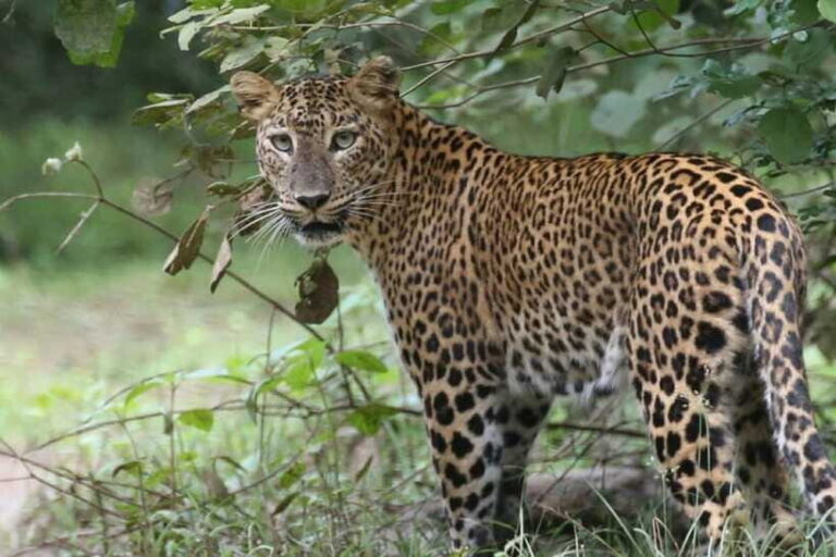 Wilpattu National Park Safari Jeep Tour - Authenticity and Review Insights