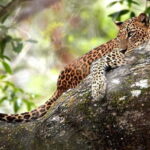 Wilpattu National Park Safari : Private 4x4 Jeep Safari - Who Should Consider This Experience?