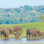Wilpattu National Park Safari Tour from Dambulla - Exploring the Value