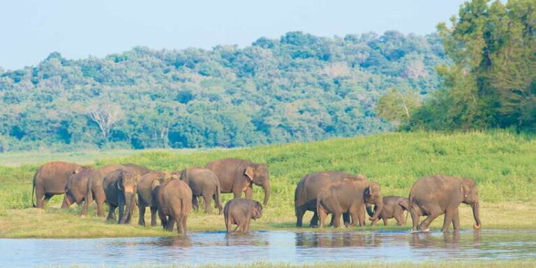 Wilpattu National Park Safari Tour from Kandy - Final Thoughts: Is This Safari Right for You?