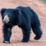 Wilpattu National park with Safari jeep & Entrance ticket - Value and Who This Tour Suits