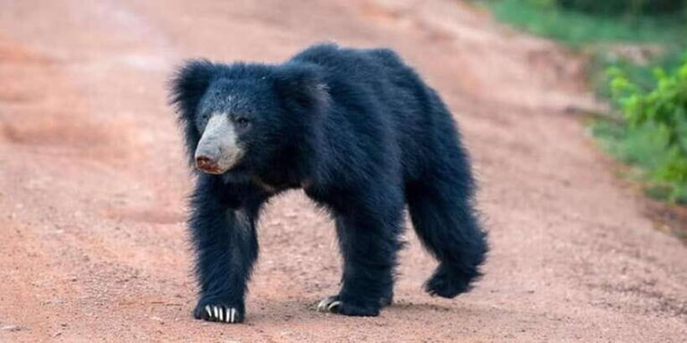 Wilpattu National park with Safari jeep & Entrance ticket - Value and Who This Tour Suits