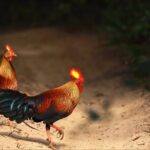 Wilpattu Safari Drive From Trincomalee, Nilaveli & Suburbs - FAQ