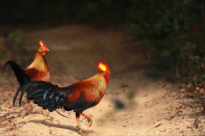 Wilpattu Safari Drive From Trincomalee, Nilaveli & Suburbs - FAQ