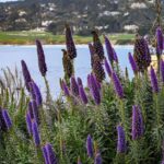 Wine Tasting and Walking Tour of Carmel-by-the-Sea - The Sum Up: Who Should Consider This Tour?