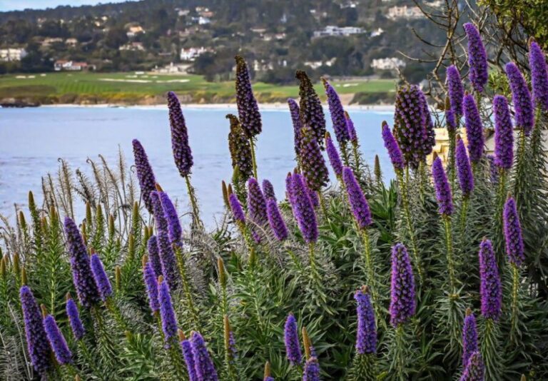 Wine Tasting and Walking Tour of Carmel-by-the-Sea - The Sum Up: Who Should Consider This Tour?