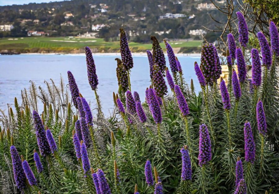 Wine Tasting and Walking Tour of Carmel-by-the-Sea - The Sum Up: Who Should Consider This Tour?