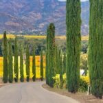 Wine Tour Transportation Services in Napa Valley - Authentic Feedback from Real Travelers