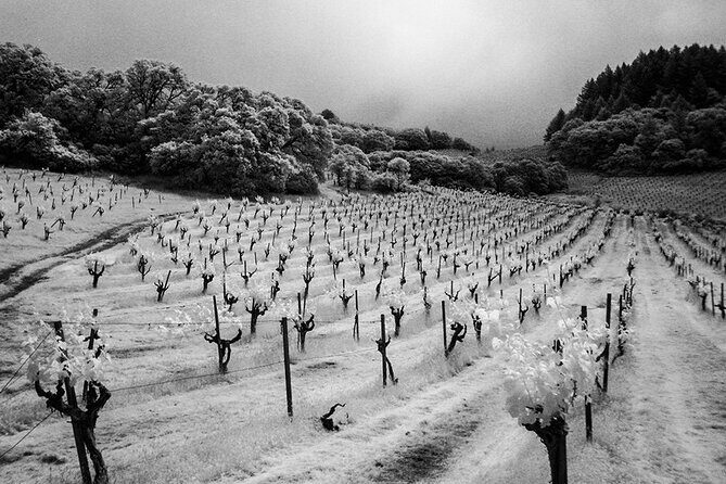 Wine tour up to 6 passengers - Why This Tour Offers Great Value