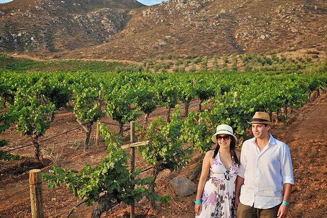 Wine tour valley of guadalupe - An In-Depth Look at the Valley of Guadalupe Wine Tour