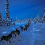Winter Dog Sled Tour Day or Night Mush! - The Complete Experience: What to Expect from Your Dog Sled Adventure