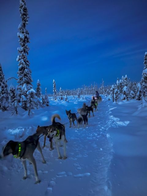 Winter Dog Sled Tour Day or Night Mush! - The Complete Experience: What to Expect from Your Dog Sled Adventure