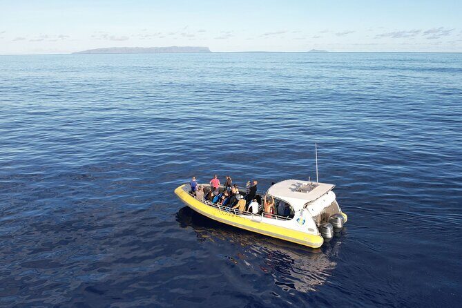 Winter Whale Watching Adventure in Kauai - A Detailed Look at the Winter Whale Watching Adventure in Kauai