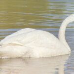 Winter Wildlife Safari: Lamar Valley | Gardiner | PRIVATE + Lunch - Final Thoughts