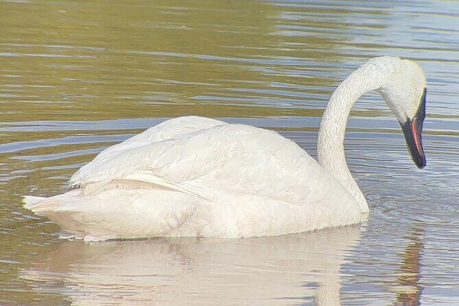 Winter Wildlife Safari: Lamar Valley | Gardiner | PRIVATE + Lunch - Final Thoughts