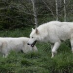 Wolf Experience - A Detailed Look at the Wolf Experience Tour