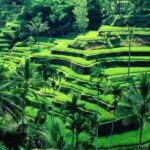 Wonderful Of Ubud Tours - What’s Included and What’s Not?