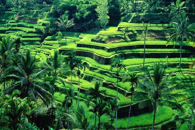 Wonderful Of Ubud Tours - What’s Included and What’s Not?