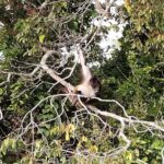 Wonders in the jungle of our mother culture Catemaco & Los Tuxtlas - Who Should Consider This Tour?