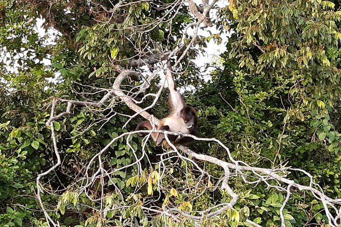 Wonders in the jungle of our mother culture Catemaco & Los Tuxtlas - Who Should Consider This Tour?