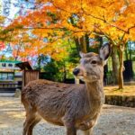 World Heritage Kyoto & Nara Uji Authentic Matcha Experience - The Sum Up: Is This Tour Worth It?