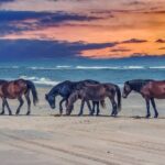Wright Brothers Carolina Dunes Self-Guided Driving Audio Tour - Visiting Jockey’s Ridge State Park