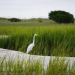 Wrightsville BirdWatching Cruise - Who Will Enjoy This Tour?