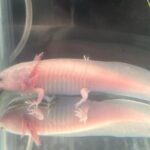 Xochimilco Boat Ride with Kids - Who Will Love This Tour?