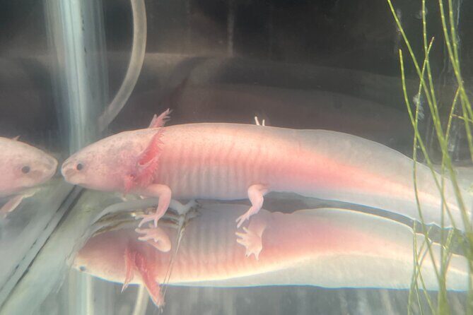 Xochimilco Boat Ride with Kids - Who Will Love This Tour?