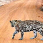Yala: 1 Day Leopard Safari with Picnic Lunch from Hambantota - What’s Included and What to Expect