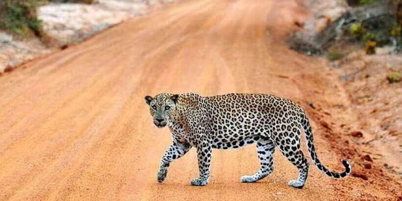 Yala: 1 Day Leopard Safari with Picnic Lunch from Hambantota - What’s Included and What to Expect