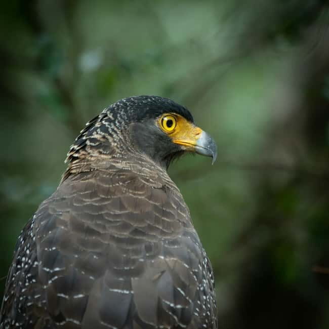 YALA BLOCK 5 & 6 (Weheragala & Lunugamwehera) Safari Tours - Why Choose YALA BLOCK 5 & 6 Safari Tours?