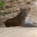 Yala Full Day Safari from Hambantota Port Shore Excursion - Authentic Encounters and Real Traveler Insights