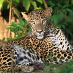Yala Jeep Safari: Tour from Colombo/Pasikudah/Ella/Bentota - Who Will Love This Tour?