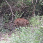 Yala National Park 4*4 Leopard Safari Tour - Insights from Real Travelers