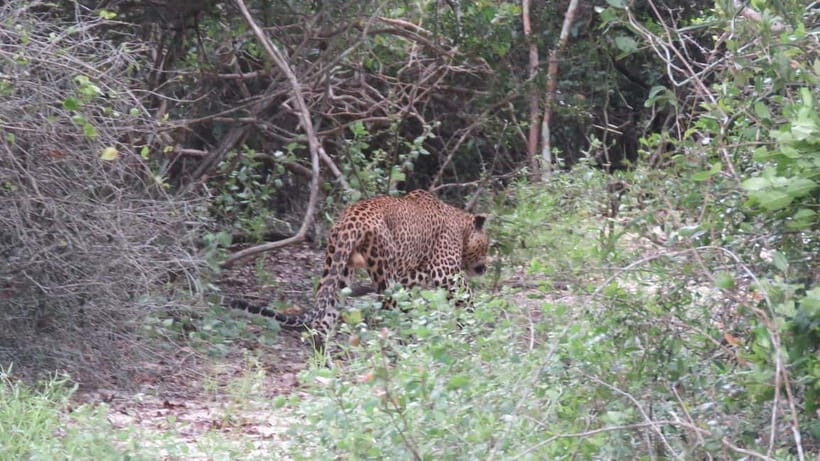 Yala National Park 4*4 Leopard Safari Tour - Insights from Real Travelers
