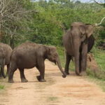 Yala National Park: 7 hour & 12 hour Leopard Safari Tours - Detailed Breakdown of the Itinerary